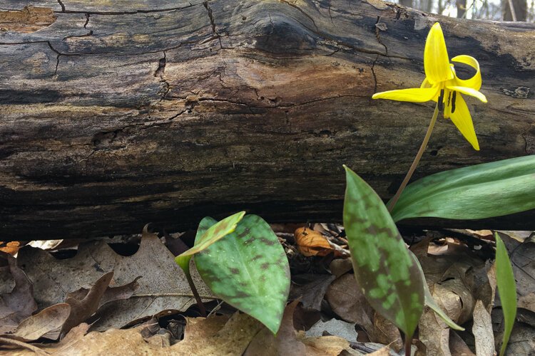 Wildflowers, Hinckley Reservation.